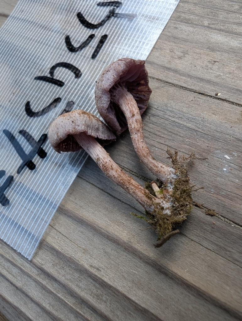 Laccaria amethystina · October 2025 · photo: © atsushi_nakajima_cirque (iNaturalist, cc-by)