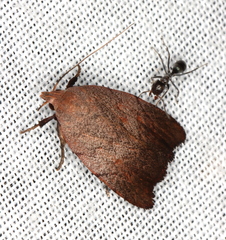 Tortricopsis semijunctella