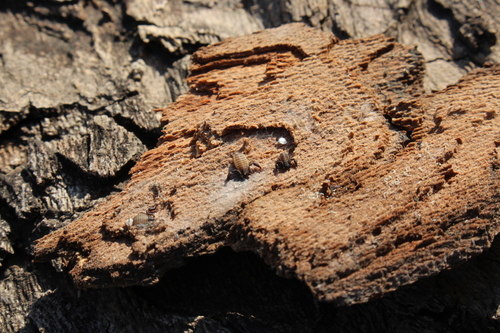 Representative image of Rhacochelifer