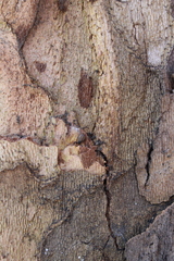 Rhacochelifer maculatus