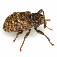 Apteromechus texanus