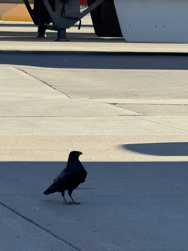 Common Raven