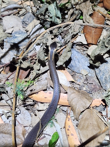 Golden-crowned Snake sighting