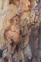 Sciocoris sideritidis