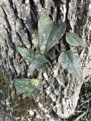 Smilax glauca