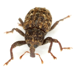 Apteromechus texanus