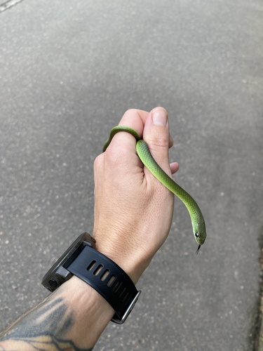 Green Water Snake