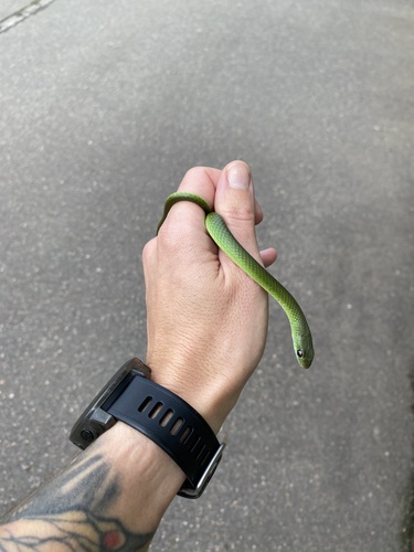 Green Water Snake