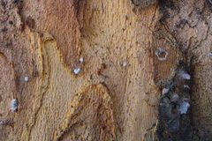 Symbiotes gibberosus