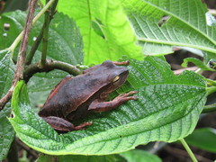Boana prasina