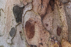 Symbiotes gibberosus