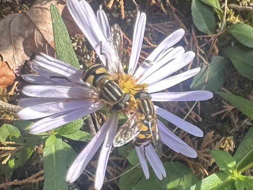 Unknown species found near Ocean County, US-NJ, US