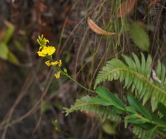 Goodenia decurrens