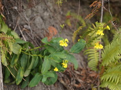 Goodenia decurrens