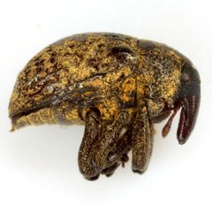 Chalcodermus semicostatus