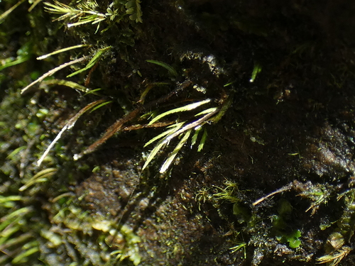 Bryoxiphium japonicum observed 2025-10-16