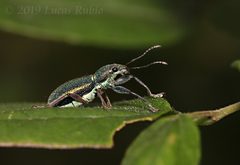 Naupactus auricinctus