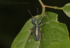 Naupactus auricinctus