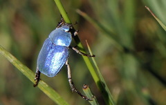 Hoplia coerulea