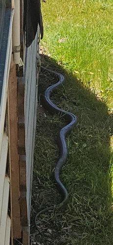 Eastern Brown Snake sighting