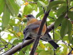 Turdus rufopalliatus