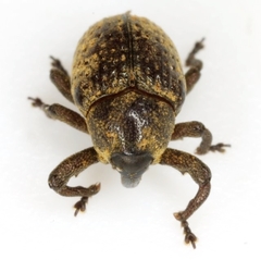 Chalcodermus semicostatus