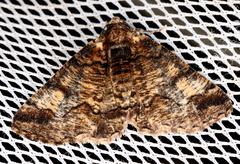 Cryphaea xylina