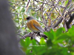 Turdus rufopalliatus