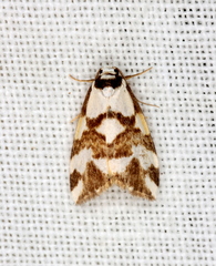 Thallarcha staurocola