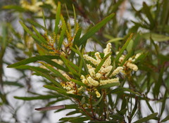 Juliflorae
