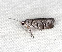 Lichenaula onychodes