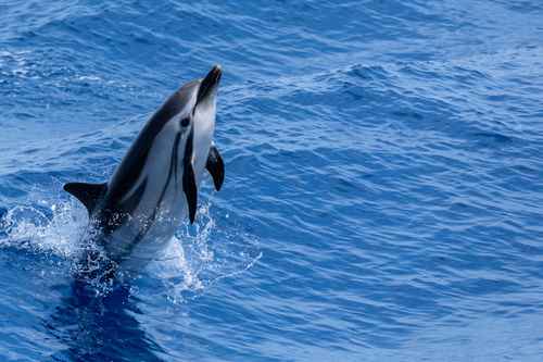 Striped Dolphin, Mer Méditerranée, IT, photo 6 of 10