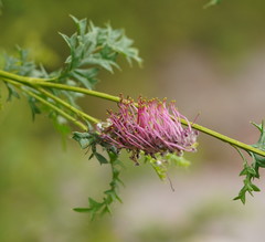 Grevillea acanthifolia