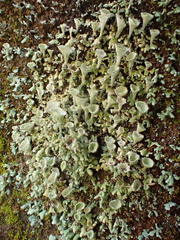 Cladonia kurokawae