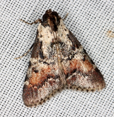 Orthaga rubridiscalis