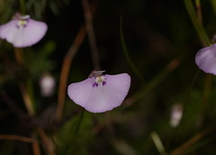 Utricularia uniflora