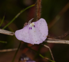 Utricularia uniflora