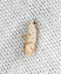 Prepocosma innocens