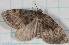 Hydriomena furcata
