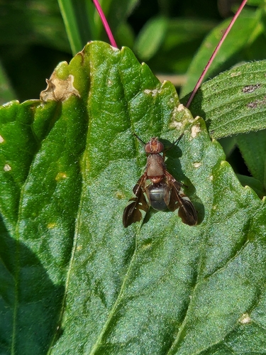 Unknown species found near New York, US