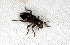 Clerus gilberti