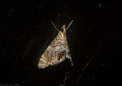 Hylebatis scintillifera