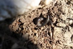 Ommatoiulus sabulosus aimatopodus