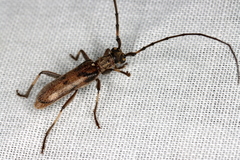 Didymocantha obliqua