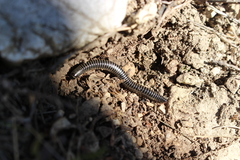 Ommatoiulus sabulosus aimatopodus