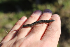 Ommatoiulus sabulosus aimatopodus