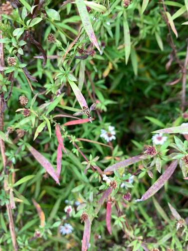 Unknown species found near Bethania-Tobaccoville Rd, Winston-Salem, NC, US