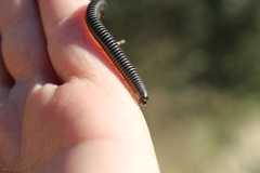 Ommatoiulus sabulosus aimatopodus