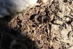 Ommatoiulus sabulosus aimatopodus