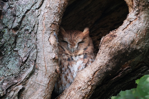 View observation of {o.common_name} on iNaturalist